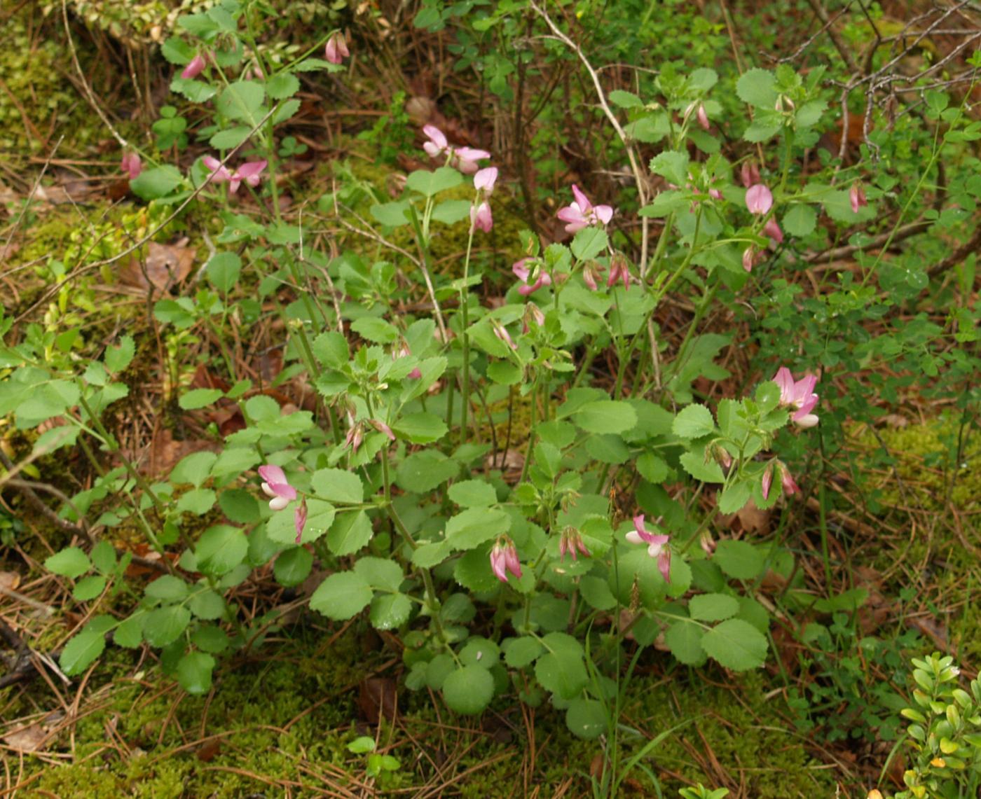 Restharrow, round-leaved plant